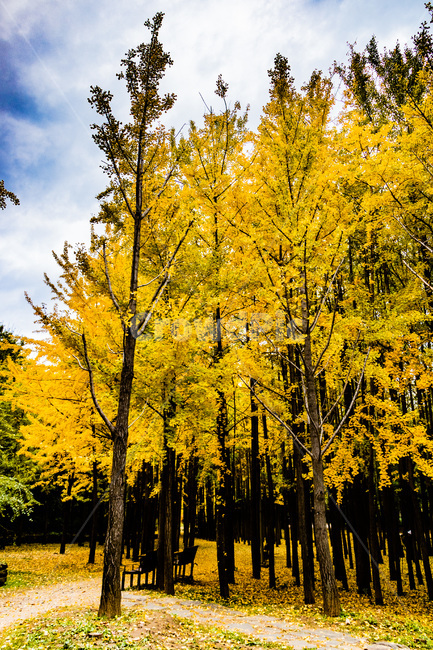 은행,은행나무,은행나무숲,은행잎,은행숲,가을,계절,fall,autumn,season,자연,풍경,nature,landscape,식물,plants,나무,trees,wood,tree,plant
