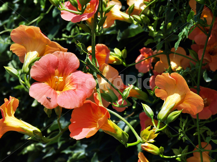 능소화,계절,꽃,식물,능소화과,여름,식물,자연,plants,nature,꽃,flower