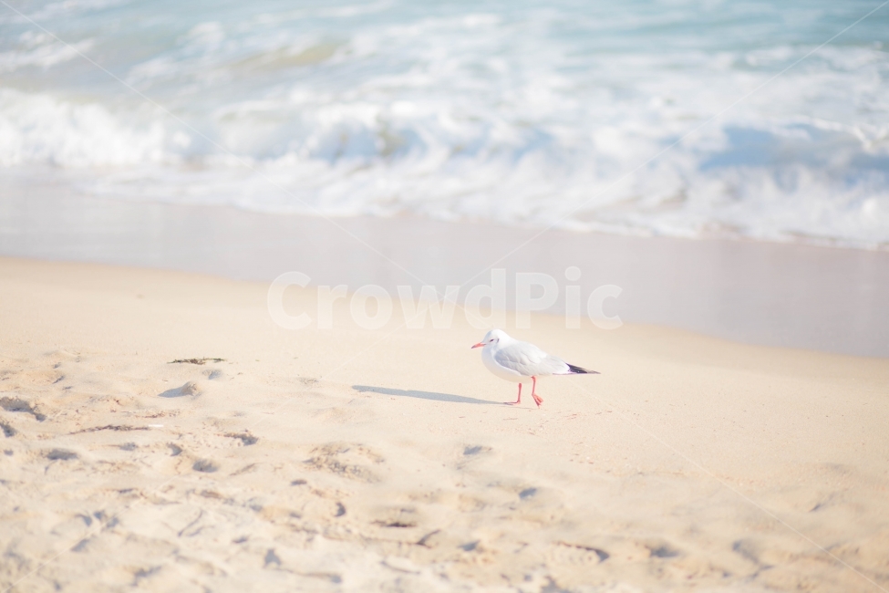 갈매기,바닷가,바다,겨울바다,새,차가움,자연풍경,감성사진,모래사장,파도,조류,겨울풍경,birds,sea,winter,wave,gull,해변,바다,beach,sea,동물,animal,조류,새,birds,감성,sensible,feeling,휴식,힐링,rest,relaxation,healing