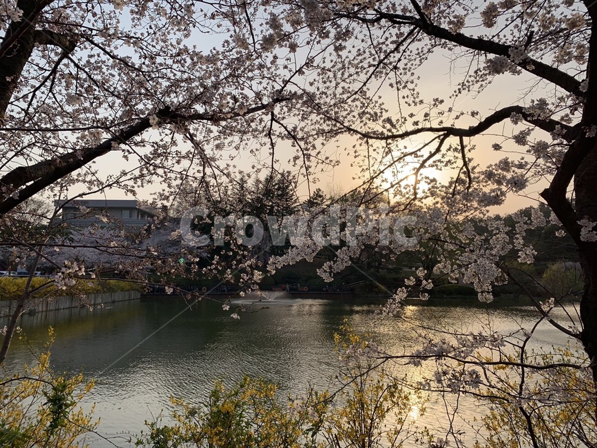 벚꽃,호수공원,나무,해질녘,호수,봄,계절,spring,season,plant,식물