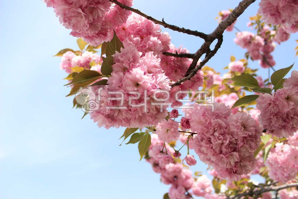 겹벚꽃,봄,벚꽃,봄꽃,하늘