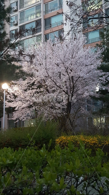 봄꽃,벚나무,벚꽃,뒷뜰,가로등