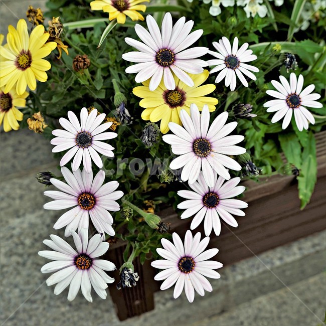 오스테오스펄멈,꽃,봄,자연,식물,아프리카원산,아프리칸데이지,flower,plant,floral,garden,Osteospermum,디모르포테카,데모루,오스테오스퍼멈