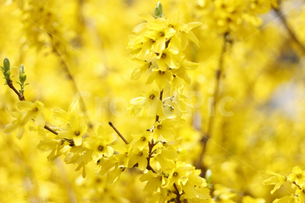 flower,spring,봄,자연,꽃,식물,나무,개나리,식물,자연,plants,nature,봄,계절,spring,season,꽃,flower,plant