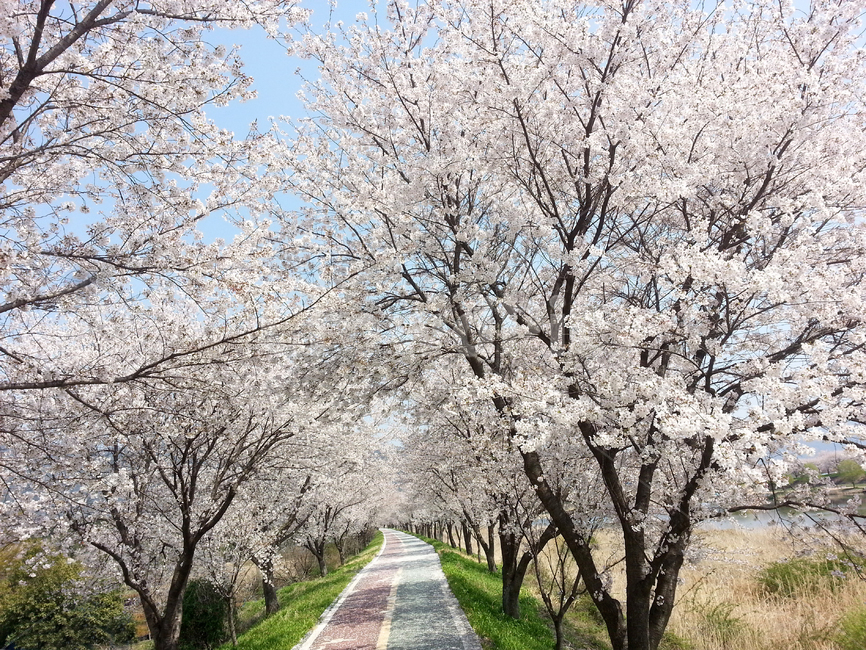 벚꽃,꽃,벚나무,꽃길,봄,핑크,Korea,CherryBlossom,봄,계절,spring,season,식물,자연,plants,nature,plant,blossom,flower