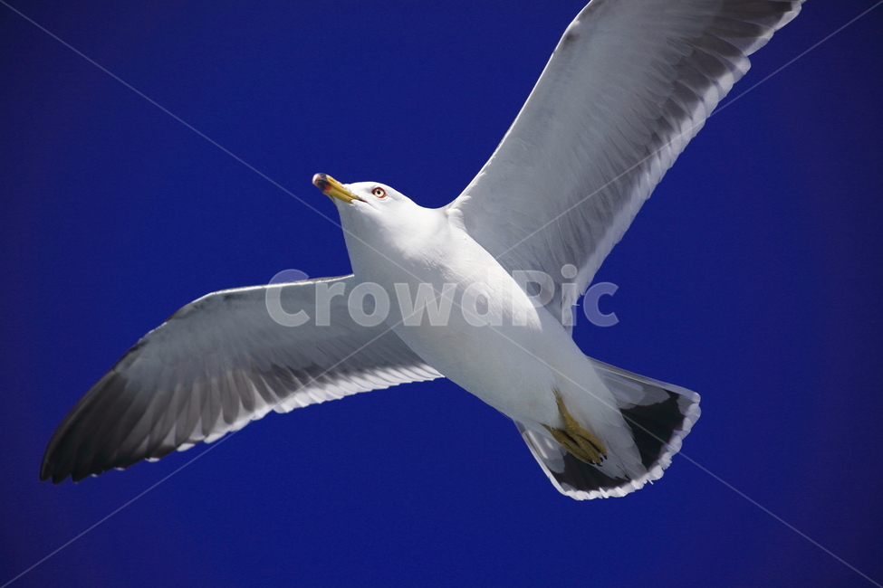 갈매기,바다새,대형조류,commongull,mewgull,laruscrassirostris,괭이갈매기,동물,animal,조류,새,birds