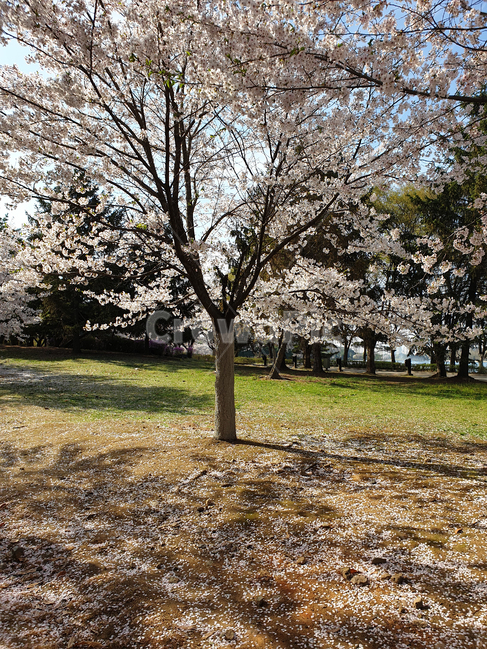 벚나무,벚꽃,나무,잔디,피크닉,공원,호수공원,식물,flower,blossom,plant,꽃,자연,봄,계절,spring,season,자연,풍경,nature,landscape
