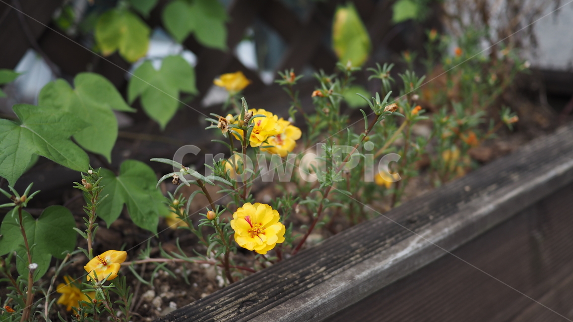 야생화,꽃,야생식물,wildflower,flower