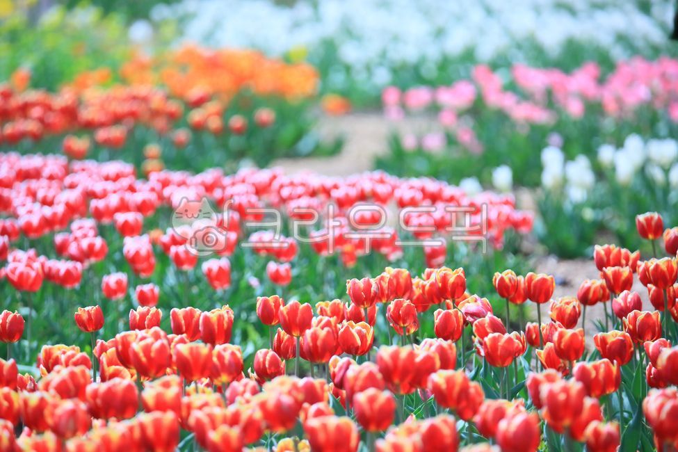 pink,Tulip,flower garden,out of focus,spring flowers,spring,petal,season,blossom,nature,Color,tulip,flower,flower jar,outdoor,Red,outdoors,plant,colorful