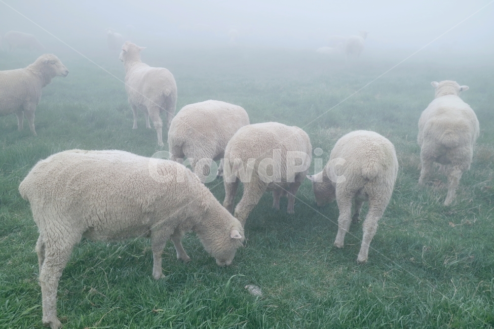 양,sheep,animal,양떼목장,대관령,동물,animal,포유류,mammal