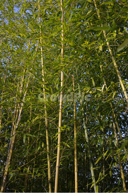 대나무,자연,nature,식물,plant,자연,풍경,nature,landscape,bamboo