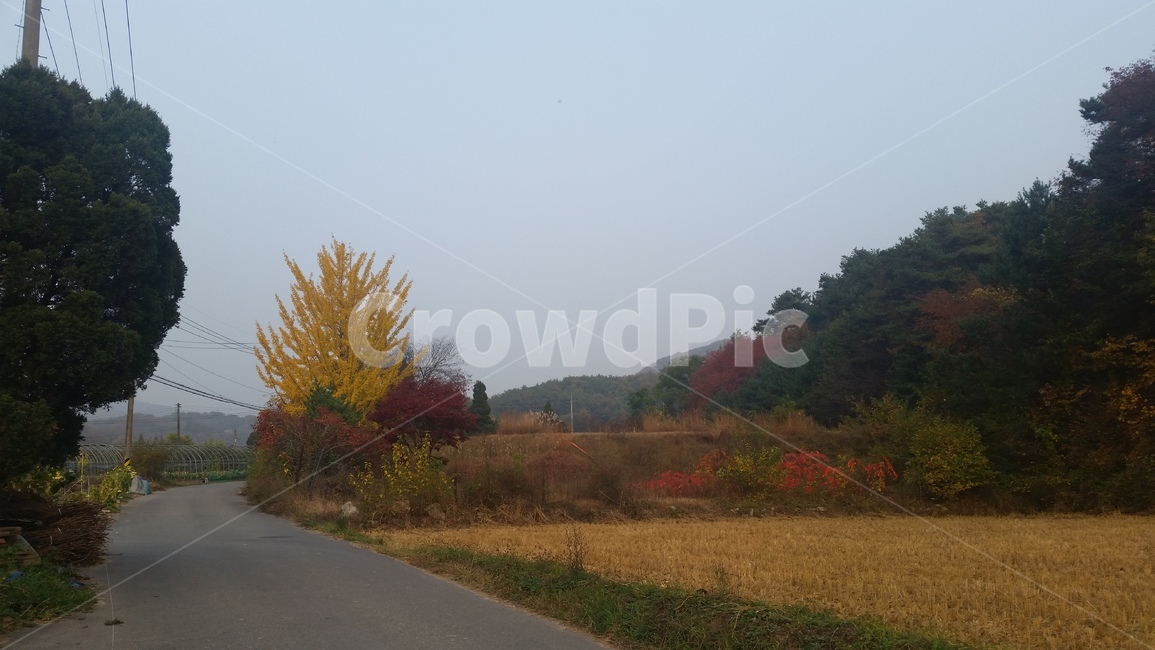 은행나무,tree,향나무,벼,단풍,가을,가을,계절,fall,autumn,season,자연,풍경,nature,landscape,나무,plant,식물,asphalt,아스팔트,road,도로,fir,전나무