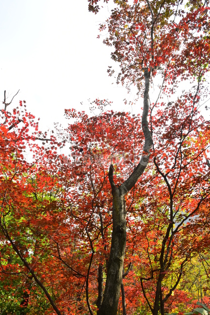 가을,단풍,자연,풍경,북한산,잎,단풍잎,붉은,나무,계절,계곡,숲,힐링,plant,fall,autumn,season,forestnature,landscape,한국자연풍경,한국자연경관,korea,tree,maple,leaf,가을,계절,fall,autumn,season,자연,풍경,nature,landscape,식물,plants,나무,trees,wood