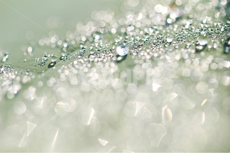 purity,like a jewel,gemlike,pure,transparent,lotusleaf,reflect,design,dew,brilliant,green,reflection,nature,clear,circular,clean,water drop,cleanness,round,dropsofwater,light,background,Dew,circle