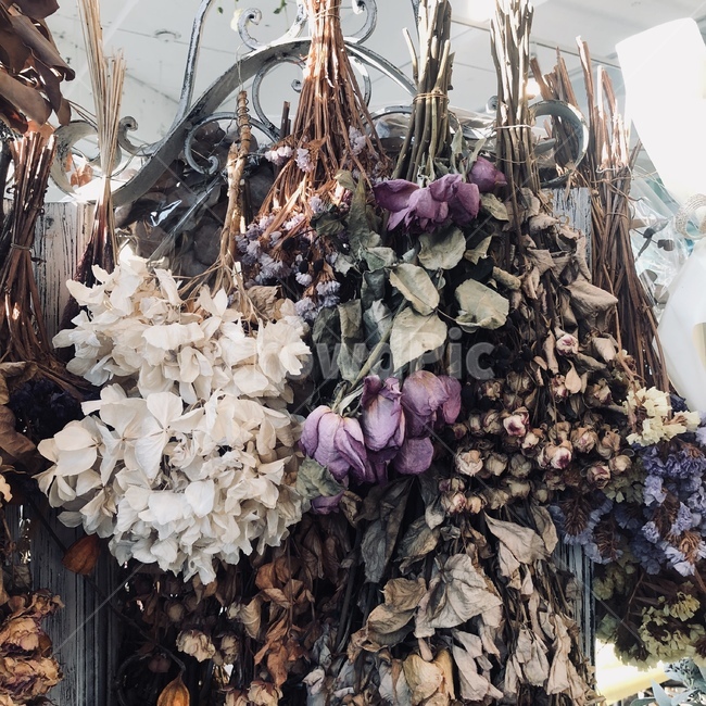 꽃,식물,plant,배경,화려한