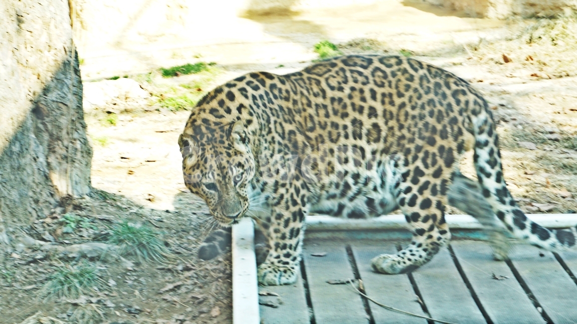 표범,고양이과,육식,동물,점,육식동물,animal,nature,animalpark,park,동물,animal,포유류,mammal