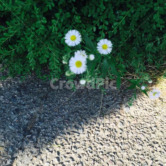 그늘,꽃,봄,초록색,풀,식물,자연,plants,nature,꽃,flower