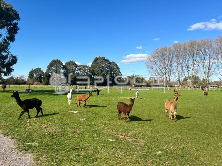 뉴질랜드,알파카,라마,알파카농장,농장,농장체험,동물,귀여운,털,동물원,자연,나무