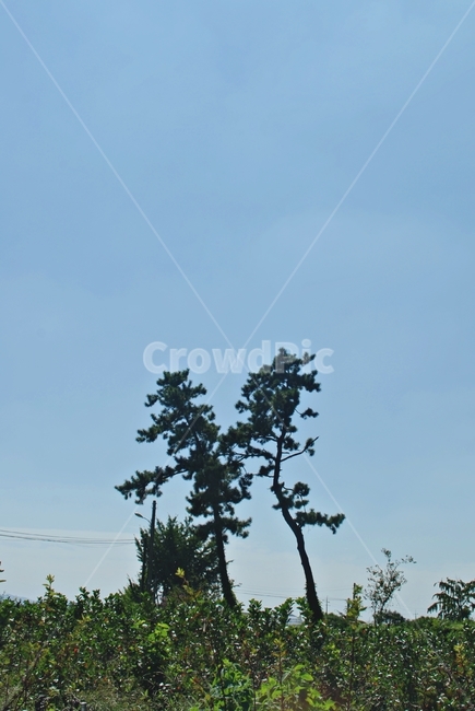 하늘,맑은날,나무,풀,식물,자연,자연,풍경,nature,landscape,tree,plant