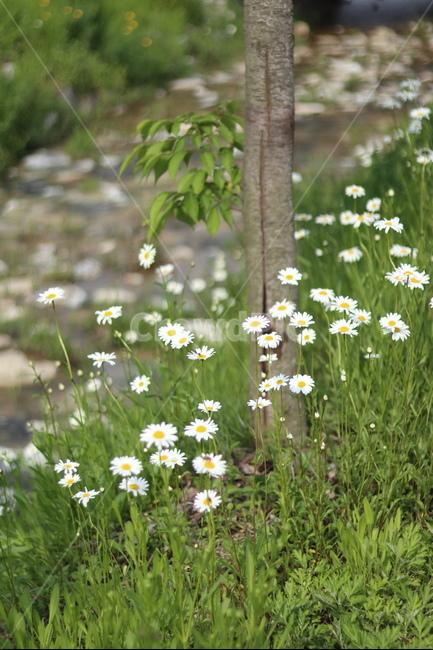 샤스타데이지,흰색,냇가,봄,빛,봄,계절,spring,season,식물,자연,plants,nature,꽃,flower,plant