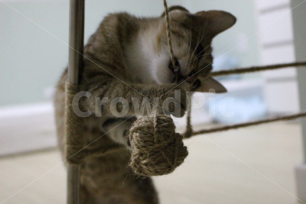 고양이,반려동물,유기묘,길냥이,애완동물,cat,pet,kitten,아기고양이,코숏,코리안숏헤어,동물,animal,고양이,cat,kitten,kitty,포유류,mammal