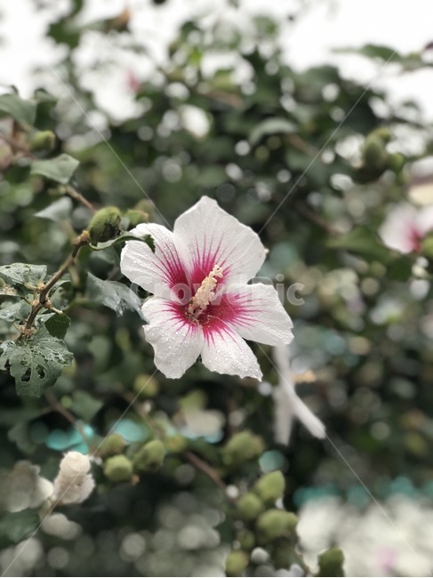 꽃,식물,자연,노랑,초록,flower,hana,plants,shokubutsu,nature,yellow,kiiro,green,midori,무궁화,mugunghwa,흰색,빨강,white,shiro,red,aka,비,물,rain,ame,water,mizu,분홍,pink,pinku,식물,자연,plants,nature,꽃,flower