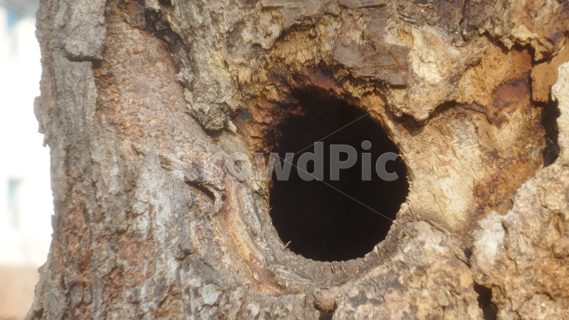 나무,딱따구리집,나무구멍,새집,느티나무,hole,식물,자연,plants,nature,나무,trees,wood