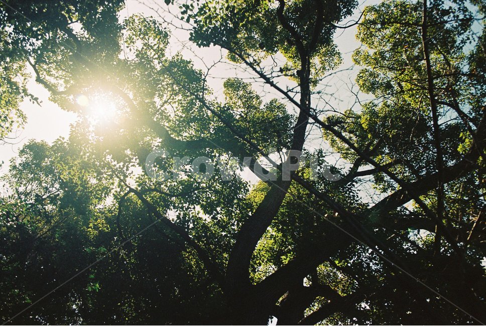 flare,플레어,light,빛,풍경,자연
