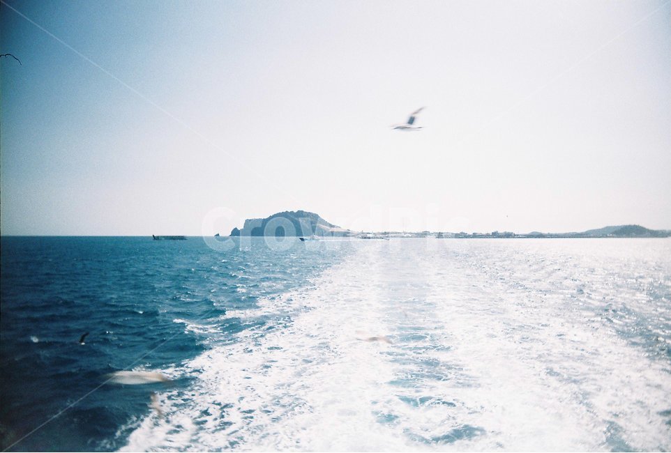 제주,바다,제주도,수평선,필름사진,물길,갈매기,풍경,자연,풍경,nature,landscape,adventure,모험,leisure activities,레저 활동,outdoors,옥외,ocean,대양,sea,water,물,bird,새,animal,동물