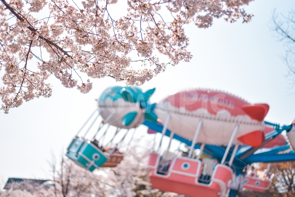 봄,놀이동산,축제,벚꽃,풍경,배경화면,봄,계절,spring,season,식물,자연,plants,nature,색깔,색상,색채,색감,color sense,color sensitivity,feeling of color