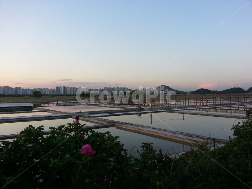 인천,염전,소래생태습지공원,풍경,저녁,해질녘,해당화,어스름,아파트,하늘,saltpond,apartment,다리,korea,landscape,scenery,일몰,sunset,incheon,도시,city,한국,경관,bridge
