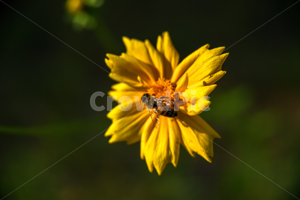동물,animal,곤충,insect,bee,벌,honeybee,꿀벌,꽃,자연,식물,자연,plants,nature,꽃,flower,곤충,벌레,insect,bug