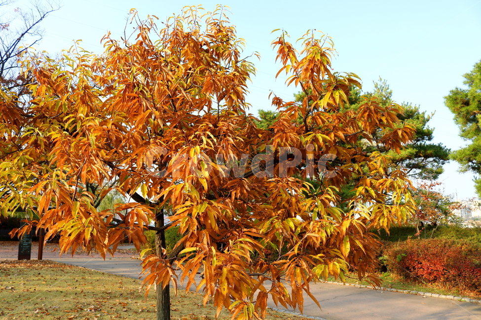 나무,밤나무,식물,단풍,낙엽,가을,풍경,공원,선유도공원,산책길,가을,계절,fall,autumn,season,자연,풍경,nature,landscape,식물,plants,leaf,잎,plant,tree,maple