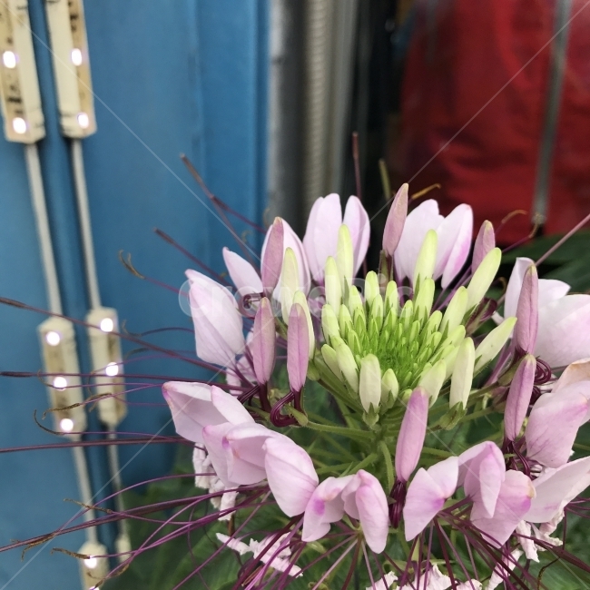 풍접초,나비꽃,백화채,양각채,족두리꽃,클라오메,SpiderFlower,한해살이풀,관상용,식물,꽃,Flower,식물,자연,plants,nature,꽃,flower