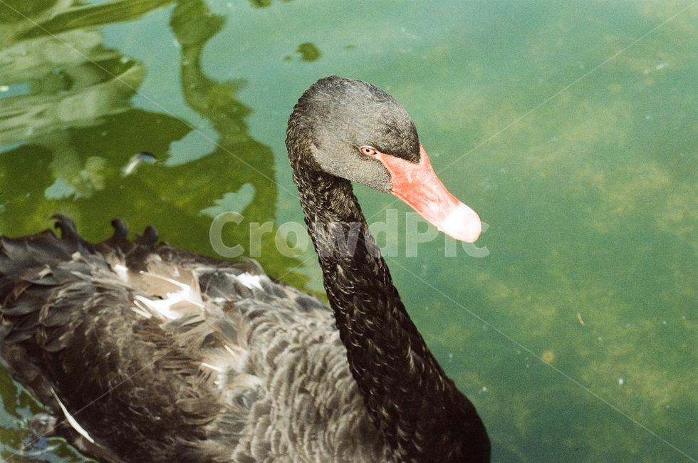 블랙스완,흑조,새,동물,blackswan