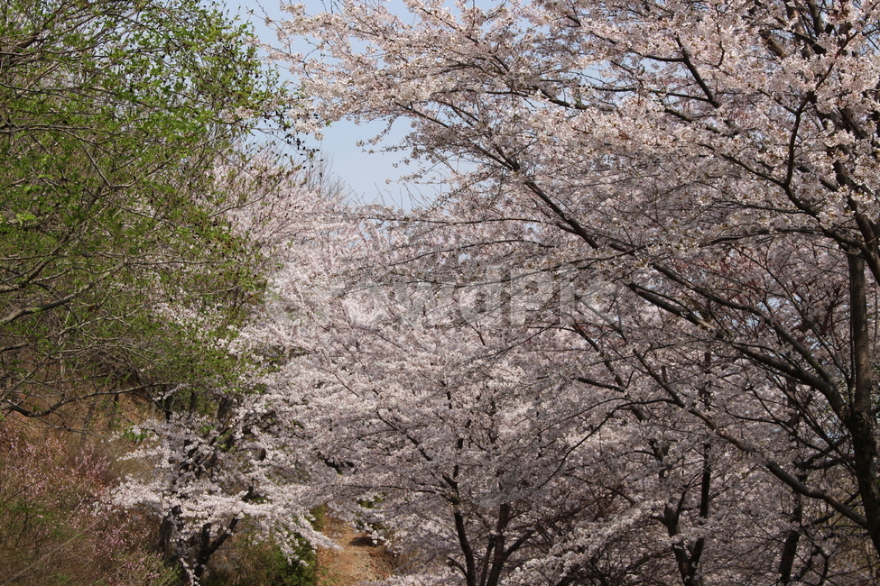 벚꽃,자연,감성,봄,dslr,하늘,벚꽃종류,봄,계절,spring,season,자연,풍경,nature,landscape,식물,plants,꽃,flower,plant,blossom