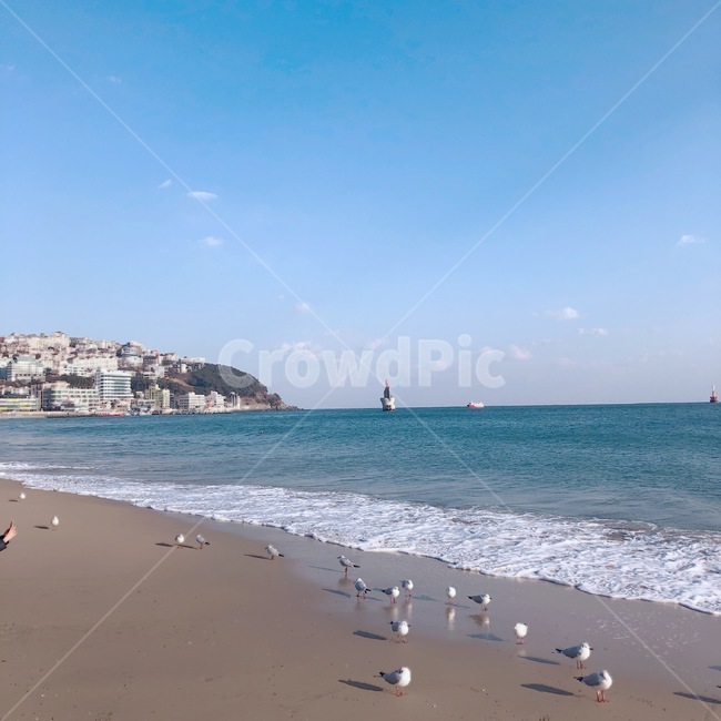 갈매기,바다,바닷가,모래사장,sea