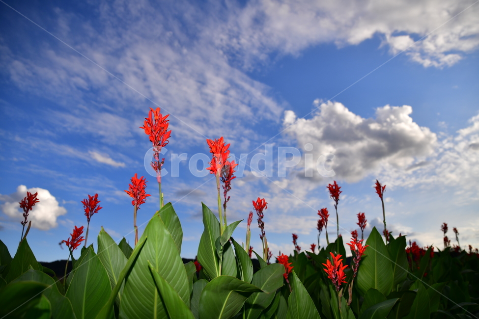 자연,꽃,야생화,풀,공원,식물,자연,plants,nature,꽃,flower