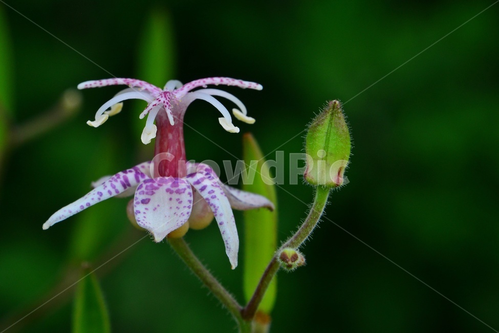 plant,식물,blossom,flower,꽃,야생화,뻐꾹나리꽃,뻐꾹나리,흰뻐꾹나리