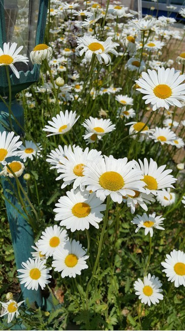 들꽃,가을,정원,꽃,국화과,흰꽃,식물,자연,plants,nature,꽃,flower