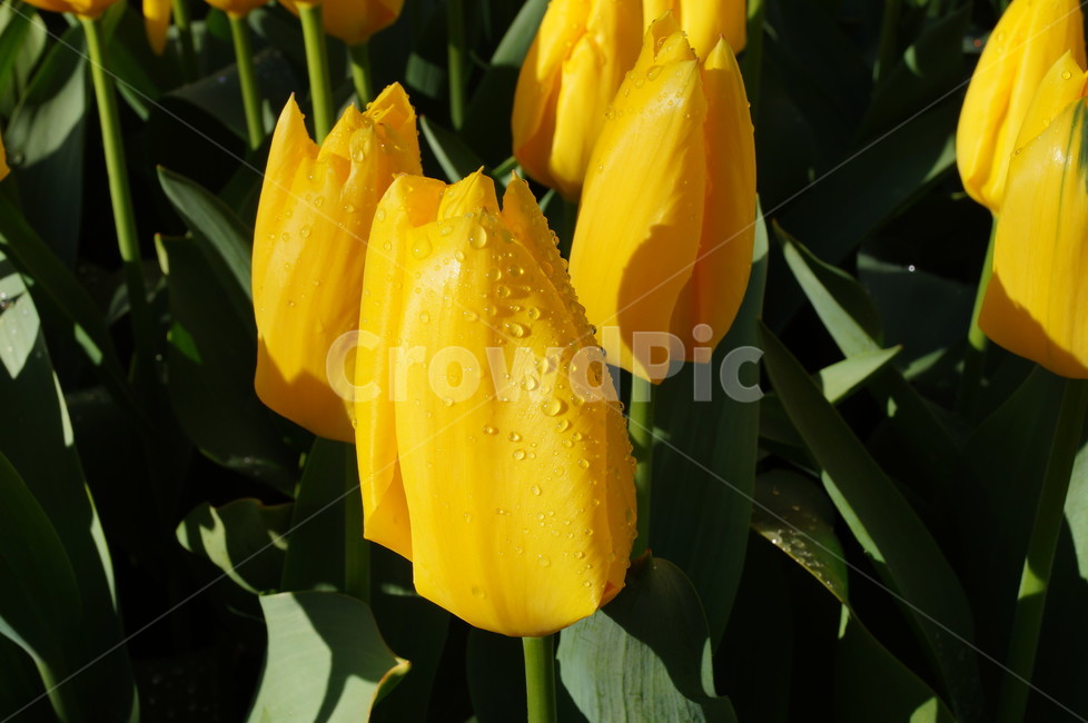꽃,튤립,식물,봄꽃,알뿌리식물,노란꽃,식물,자연,plants,nature,꽃,flower