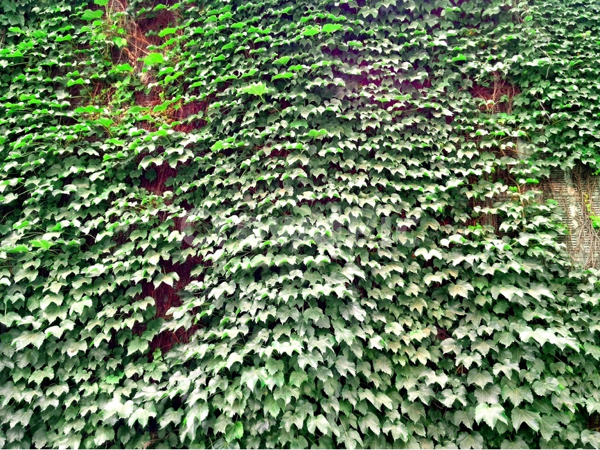 식물,담쟁이,넝쿨,초록,잎,자연,자연배경,식물,자연,plants,nature