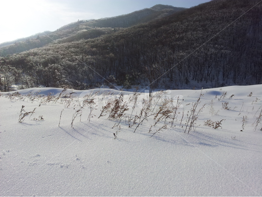 오대산,설경,눈,겨울,상고대,국립공원,자연,겨울,계절,winter,season,자연,풍경,nature,landscape,tree,나무,plant,식물,fir,전나무,outdoors,옥외
