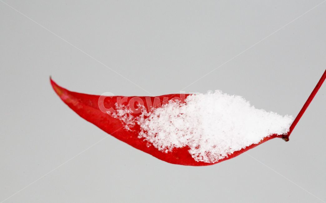 가을,단풍,눈,겨울,가을단풍,계절,붉은단풍