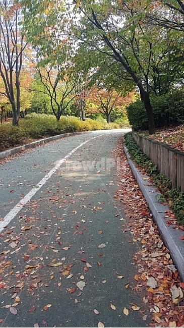 산책로,낙엽,가을산책로,산책로풍경,풍경,공원,park,landscape,여의도산책로,가을,계절