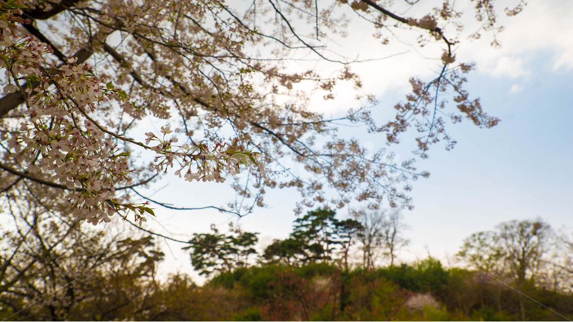 벚꽃,하늘,꽃놀이,봄하늘,봄,봄,계절,spring,season,자연,풍경,nature,landscape,plant,식물,tree,나무