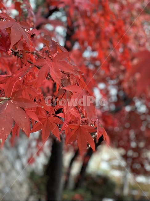가을,단풍,단풍잎,빨간색단풍,등산,가을,계절,fall,autumn,season,식물,자연,plants,nature,leaf,잎,plant,tree,나무,maple