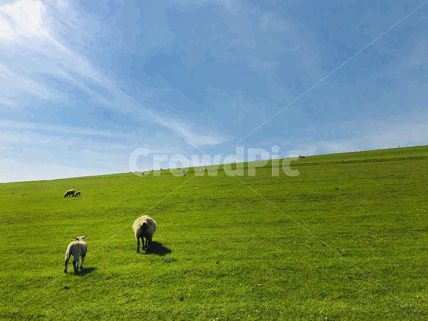 양,sheep,풀,초원,sevensisters,동물,animal,포유류,mammal