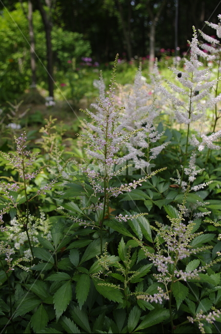 노루오줌,초록,잎,꽃,flower,식물,plant,계절,봄,spring,식물,자연,plants,nature,꽃,flower