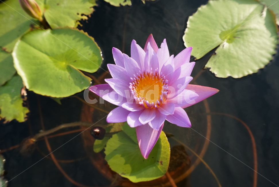 연꽃,분홍꽃,분홍,꽃,식물,자연,계절,flower,nature,season,초록,연못,5월꽃,식물,자연,plants,nature,꽃,flower